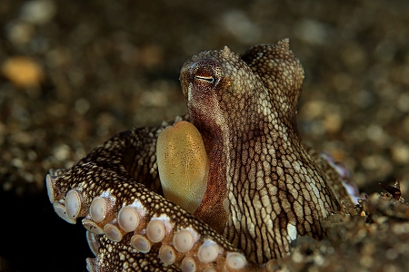 Zvědavá chobotnice a malé překvapení